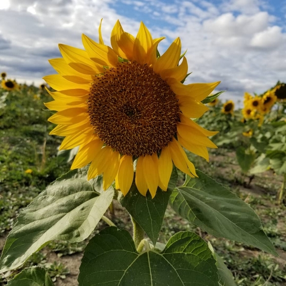 Meet your Posher, Allison - Picture 1 of 1